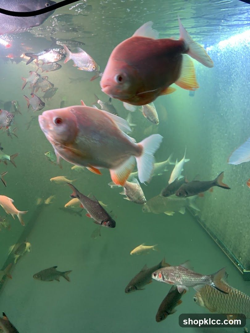Aquarium Fish Tank