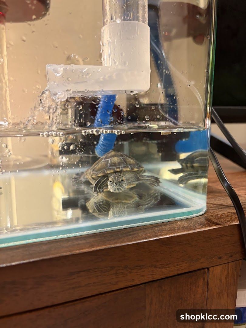 Turtle in Aquarium