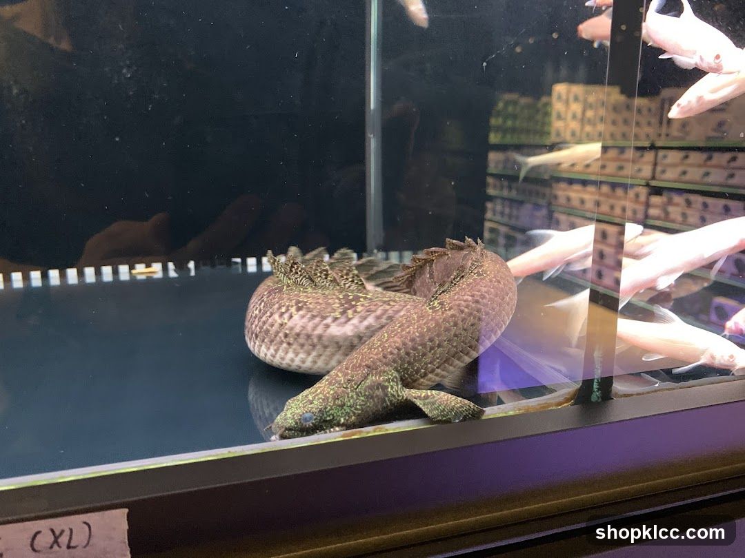 Snake in Aquarium Display