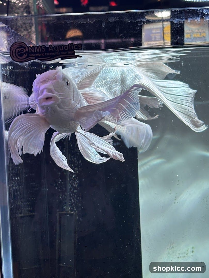 Fishtank with white fish