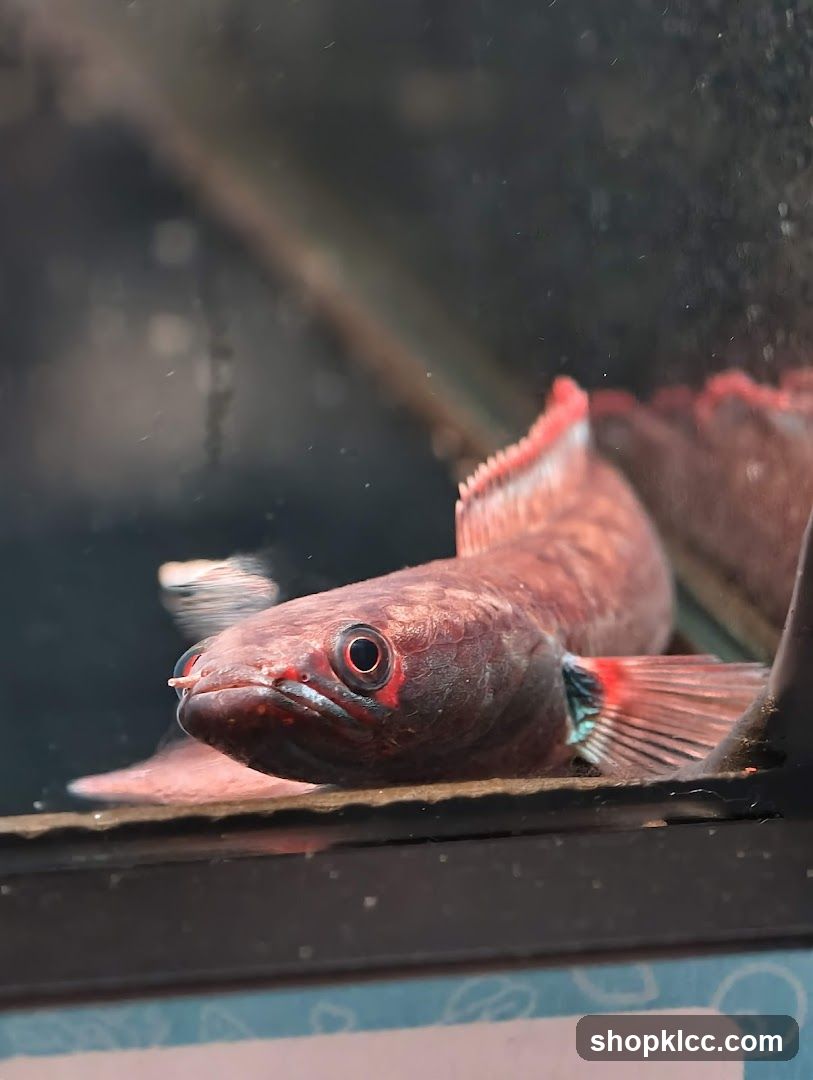 Red Arowana Fish in Aquarium