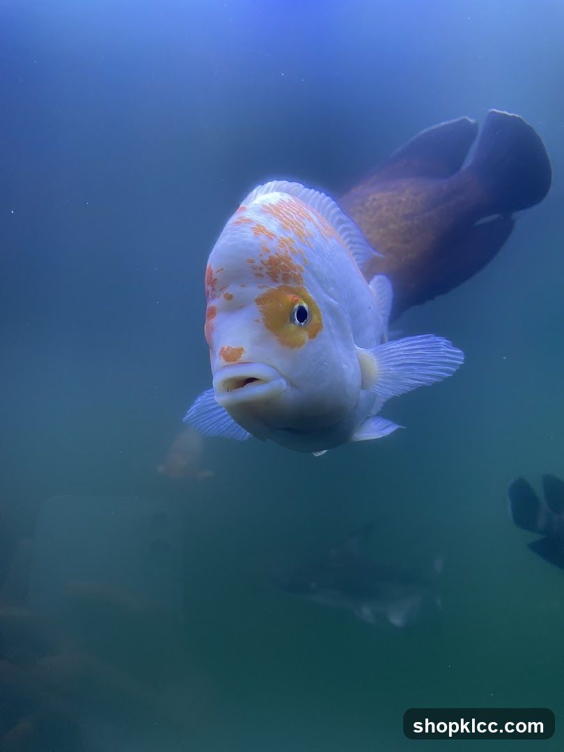 Ornamental Fish in Aquarium