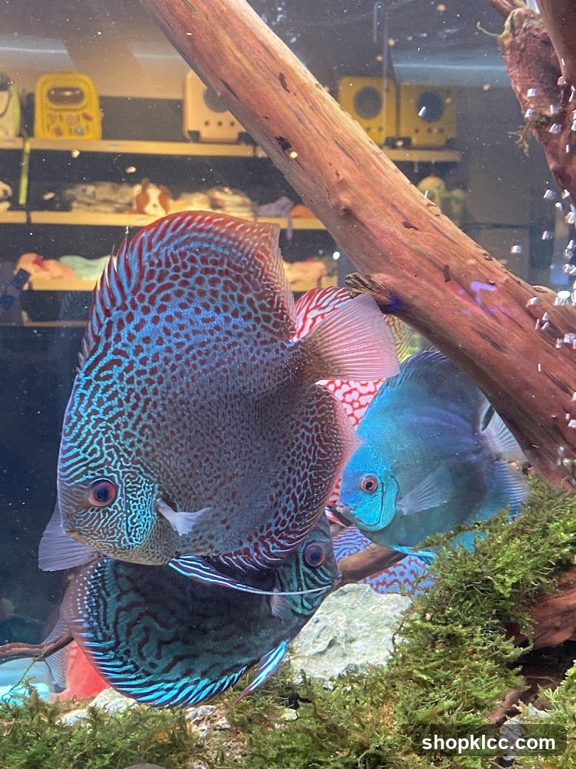 Aquarium with Discus Fish
