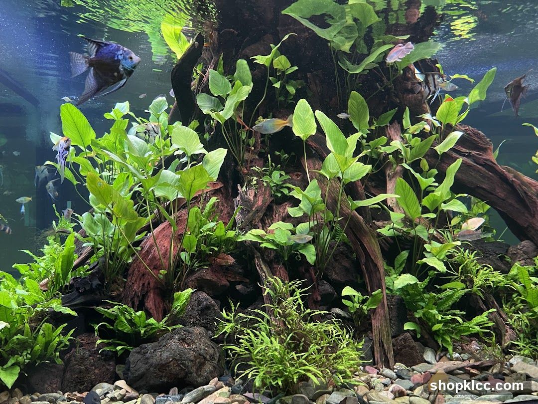 Aquarium with lush plants and fish