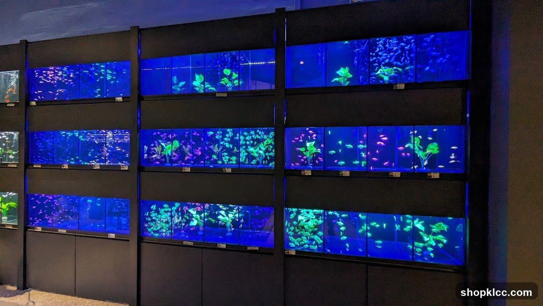 Aquarium Display Wall