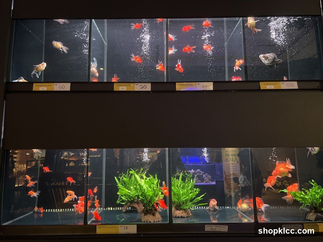 Goldfish Display Tanks