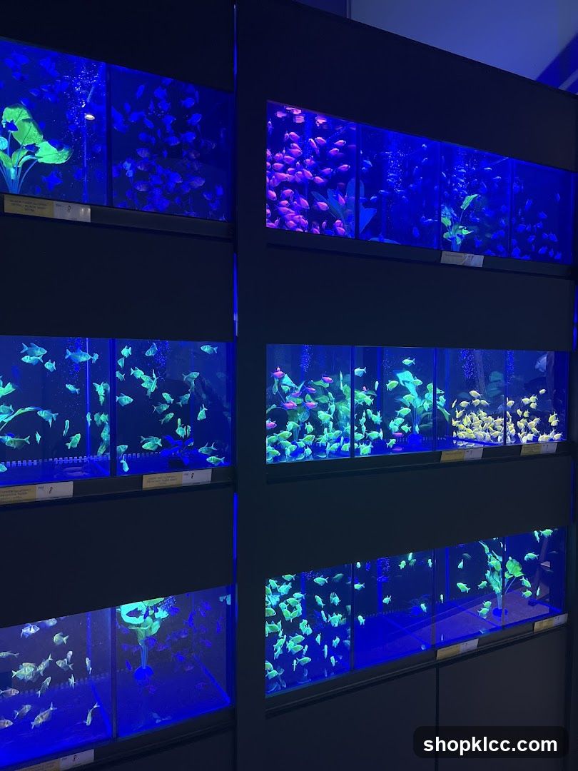 Aquarium Display Tanks