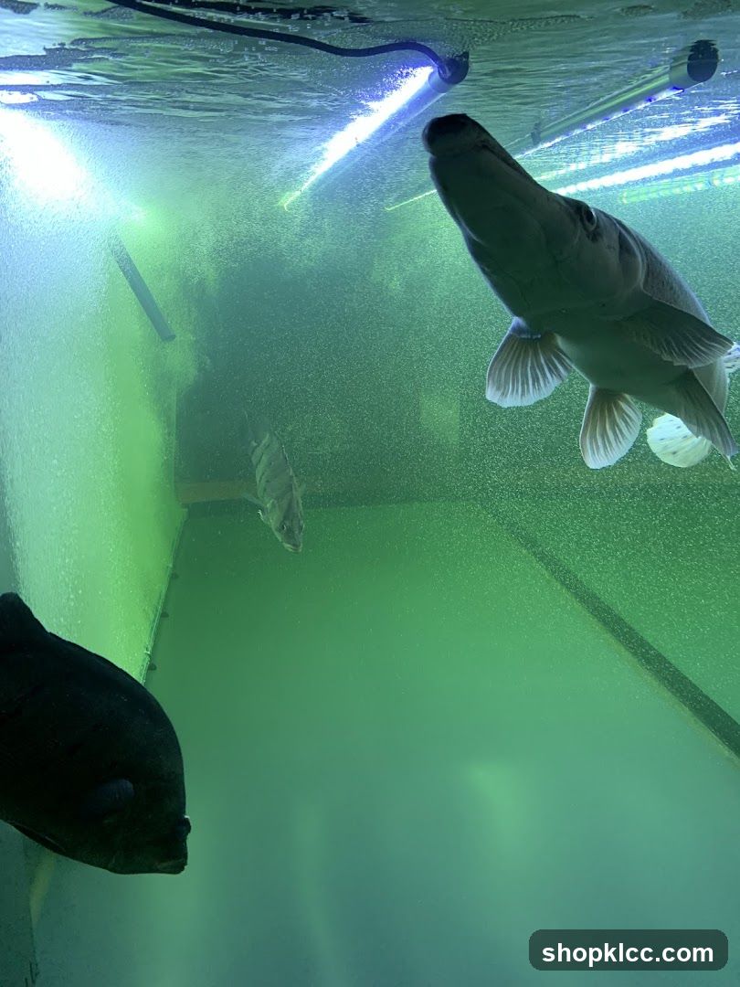 Underwater Fish Tank Scene