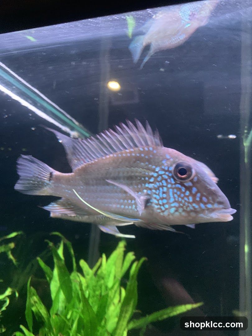 Aquarium Fish with Blue Spots