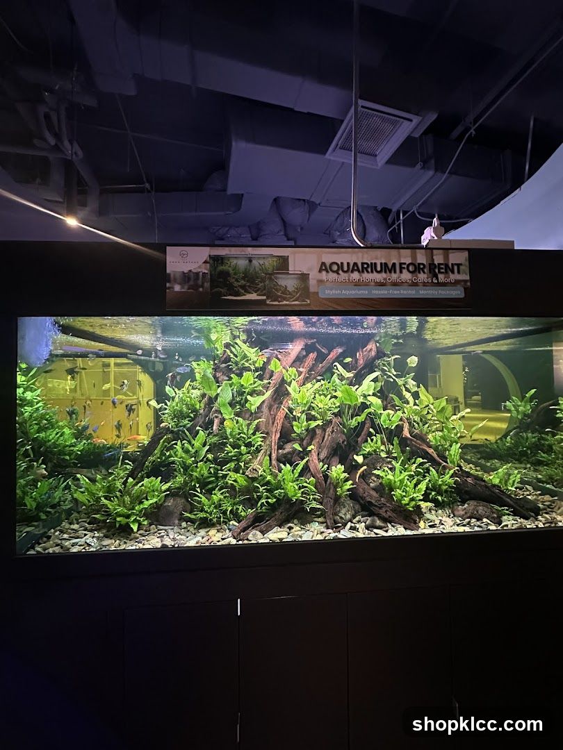 Aquarium Rental Display