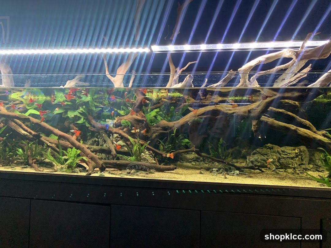 Aquarium Setup