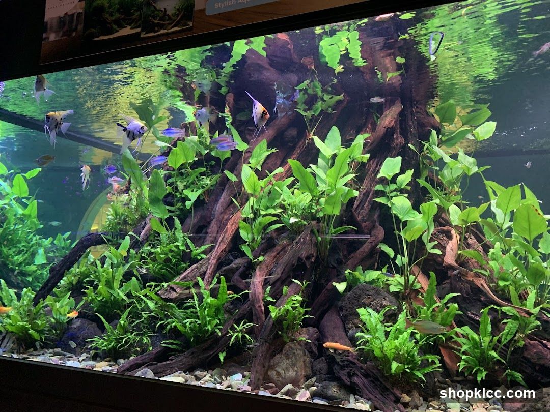Aquarium Display