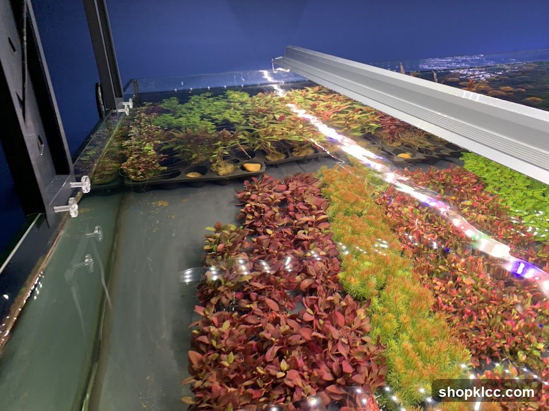 Aquarium Plant Display