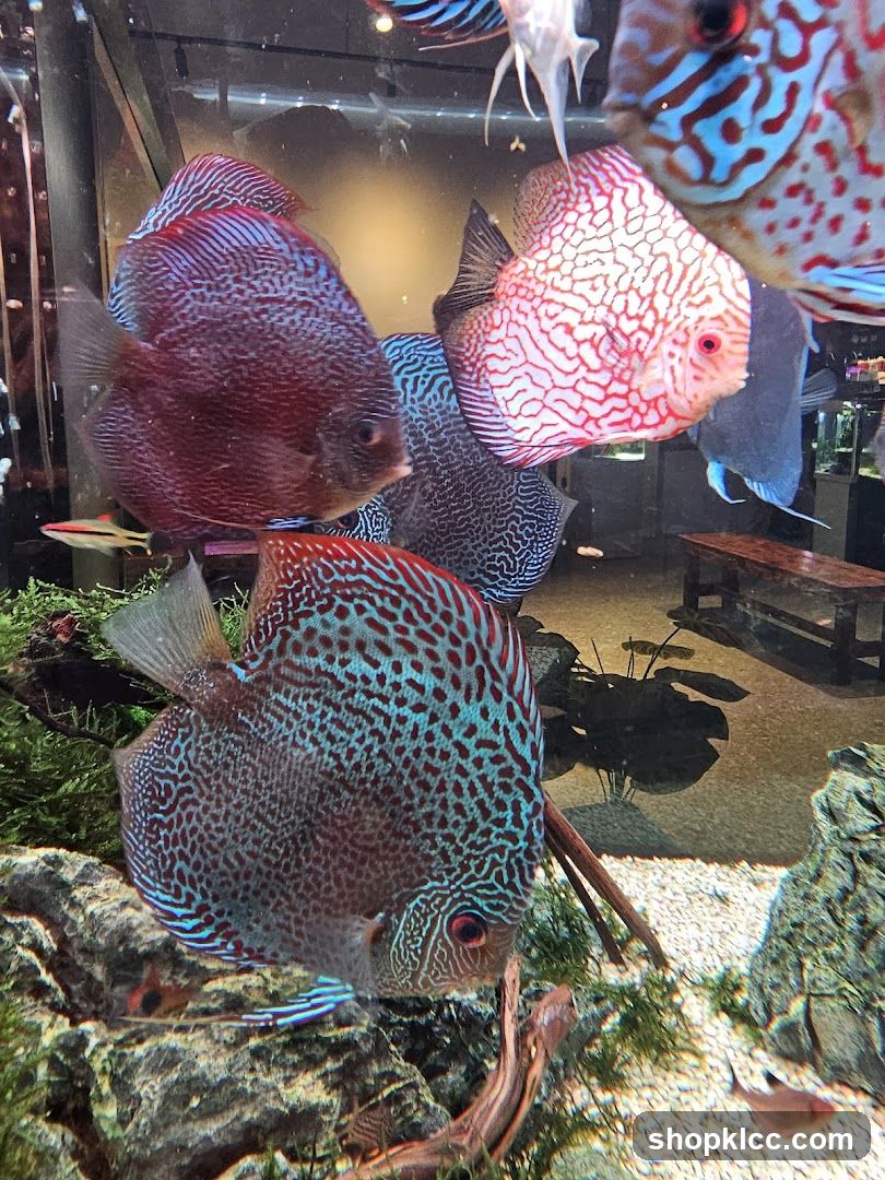 Aquarium with Discus Fish
