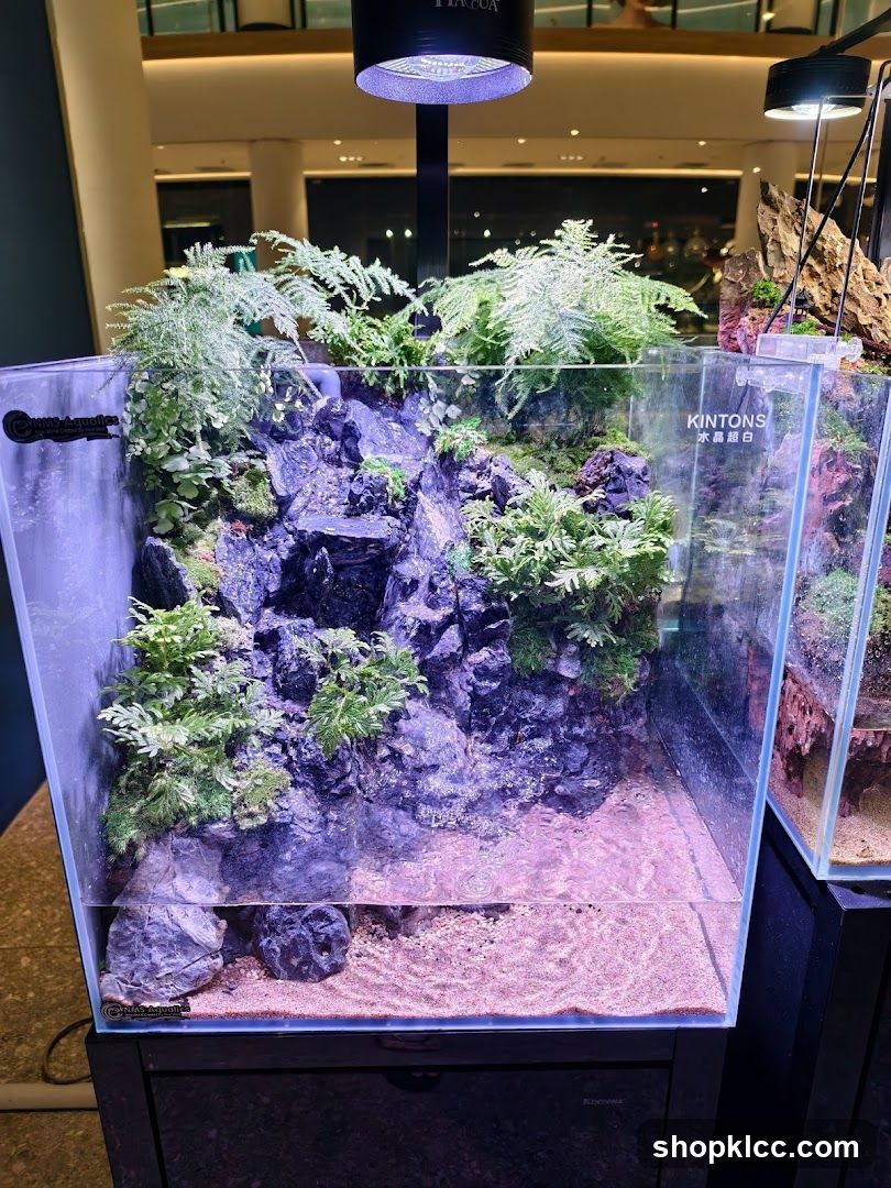 Kintons Aquarium Display