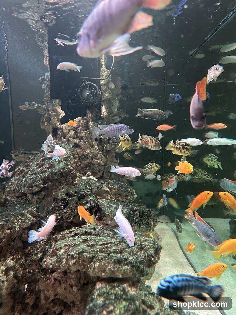 Aquarium Fish Display
