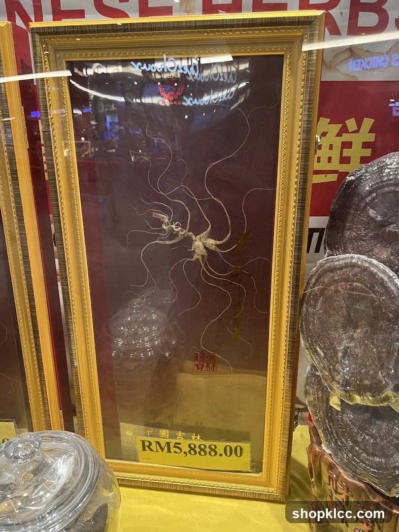 Framed Ginseng Root