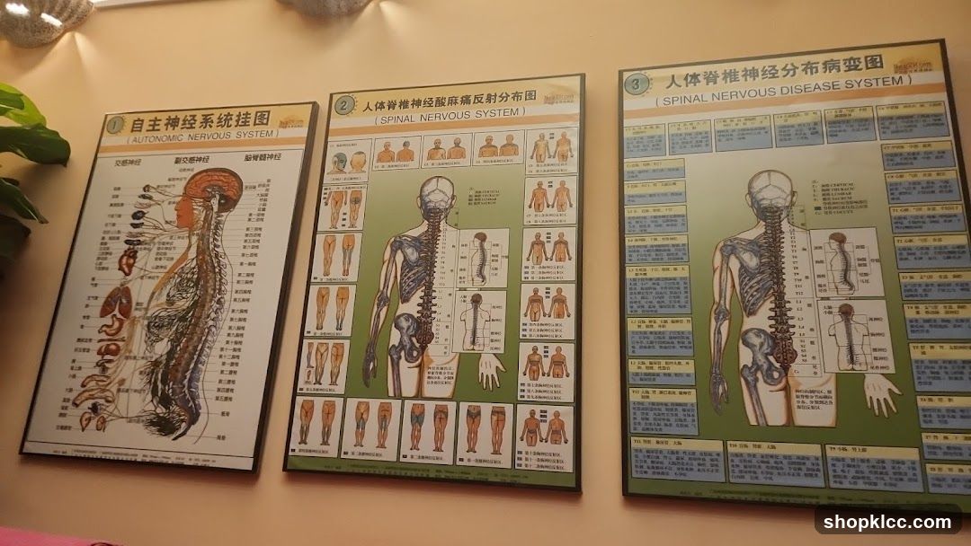 Anatomical Charts