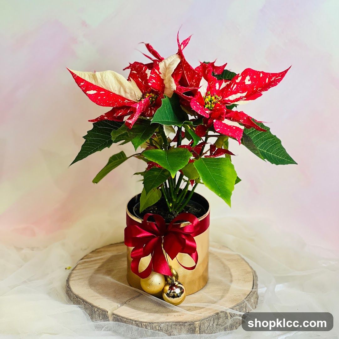 Poinsettia Plant with Christmas Decorations