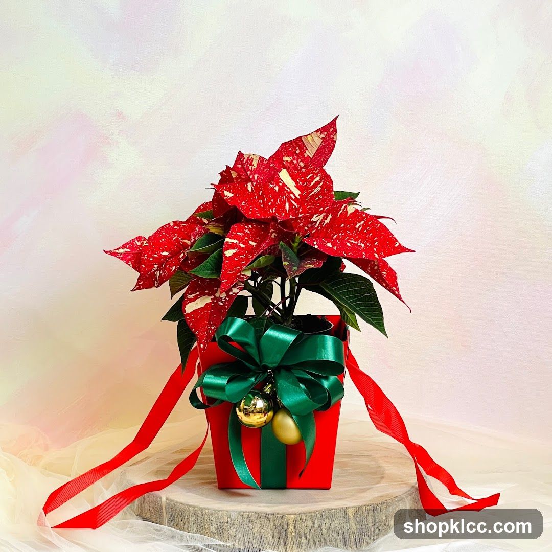 Festive Poinsettia Plant