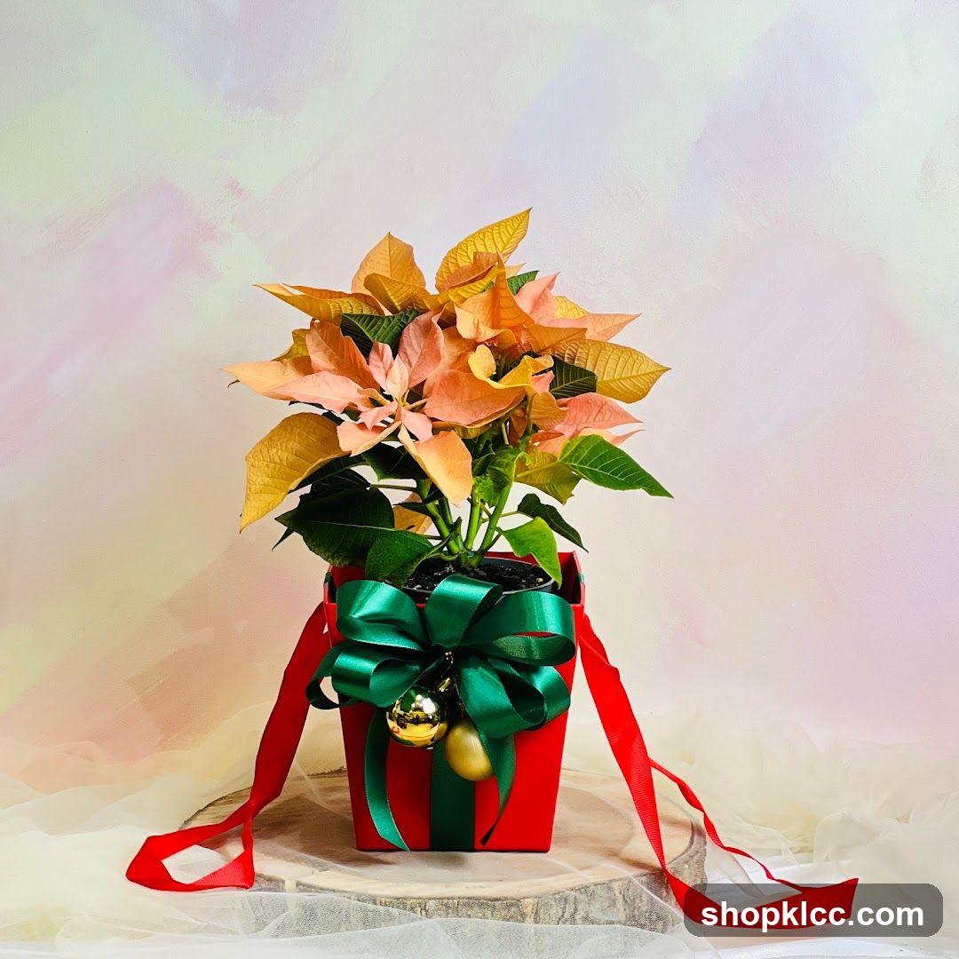 Poinsettia Plant in Gift Box