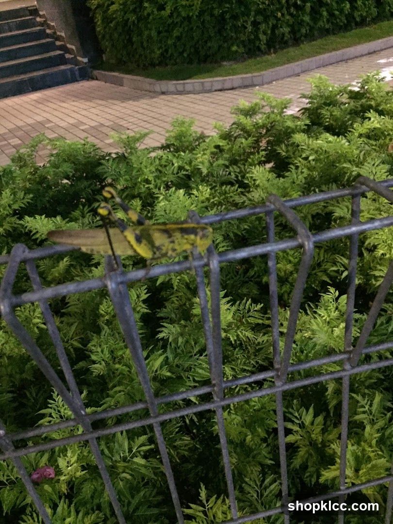 Grasshopper on a fence