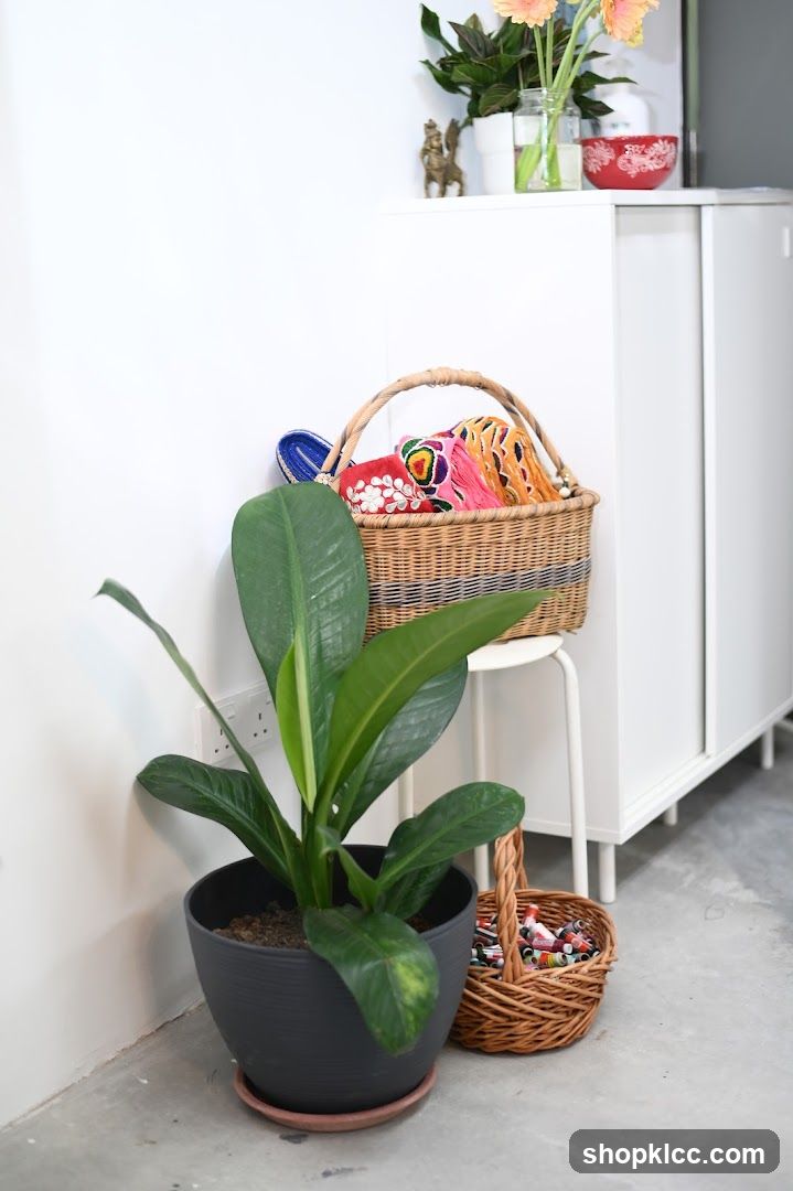 Decorative Baskets and Plant