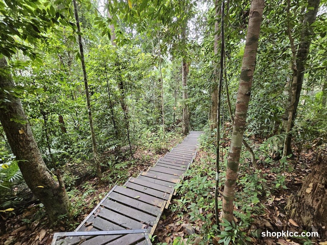 Forest Trail Pathway