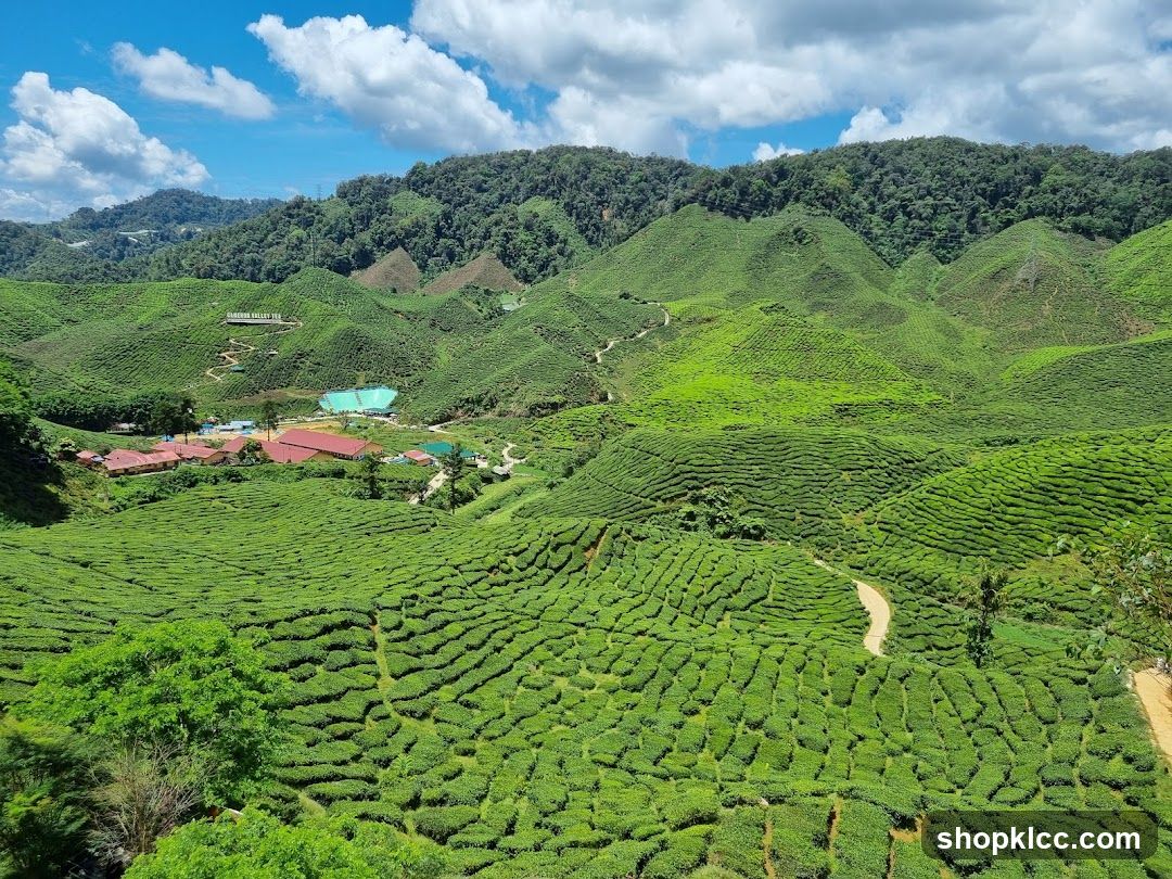 Tea Plantation Landscape