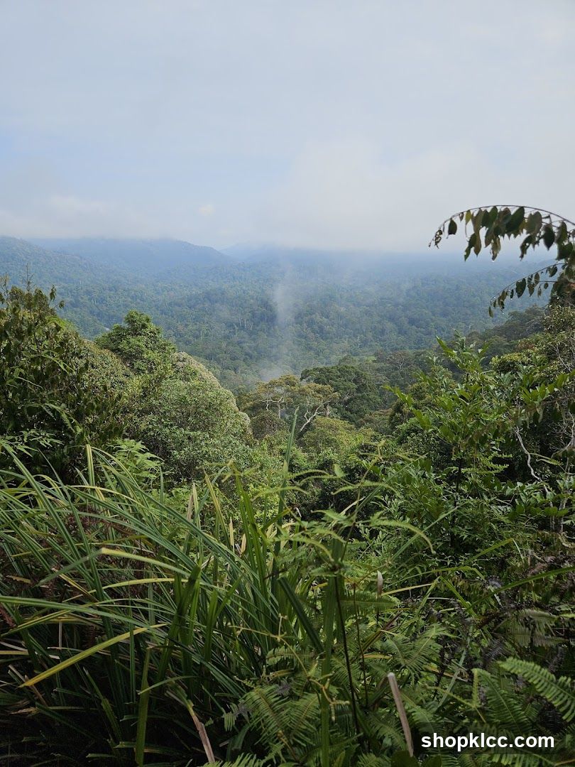 Jungle View from Hilltop