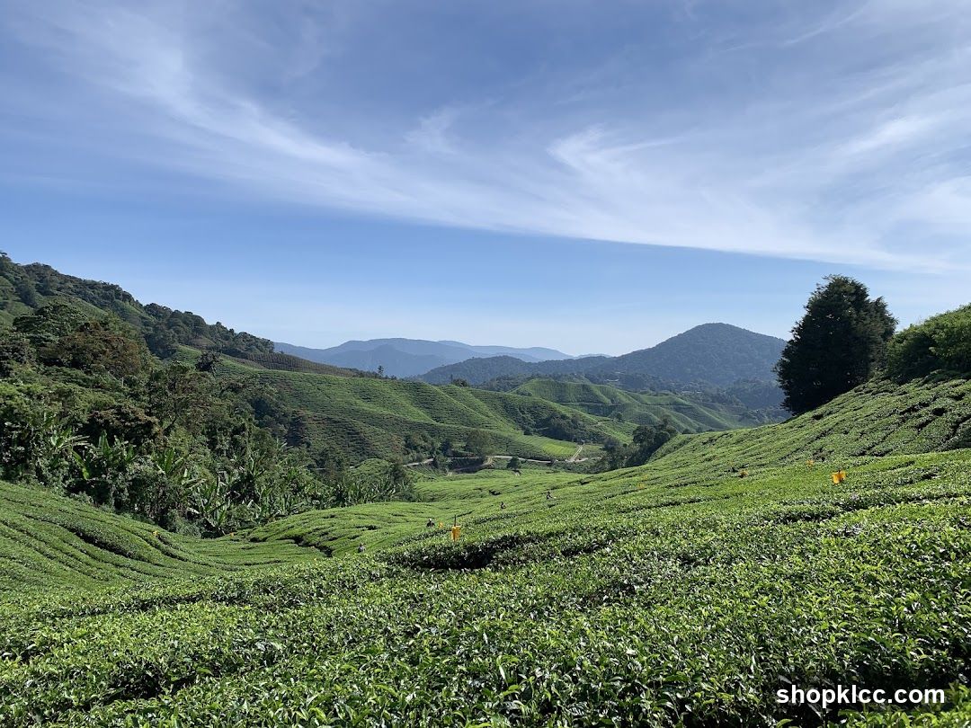 Tea Plantation Landscape
