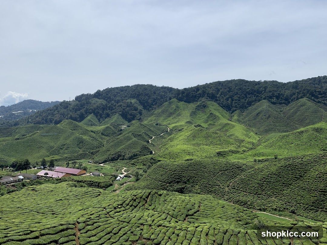 Tea Plantation Landscape