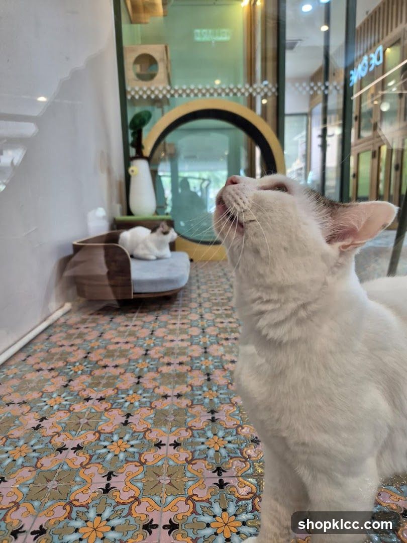 The Puranakan Cat Grooming & Boarding