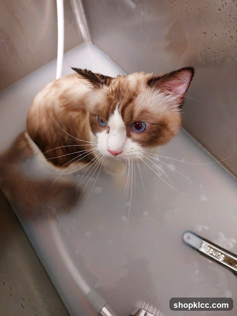 Cat in a sink