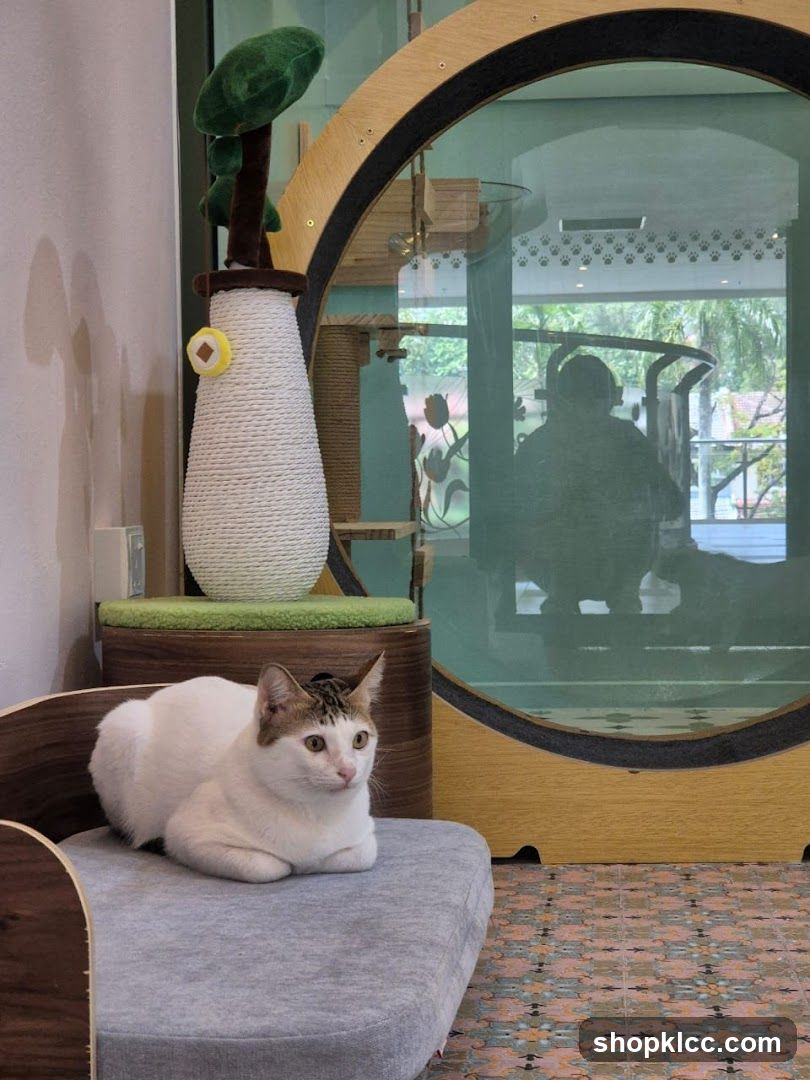 Cat resting on a cushion