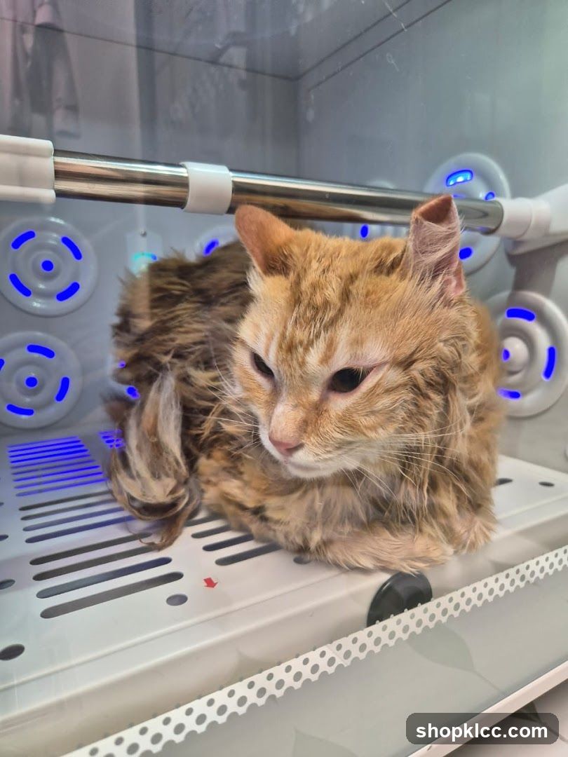 Cat in a drying box