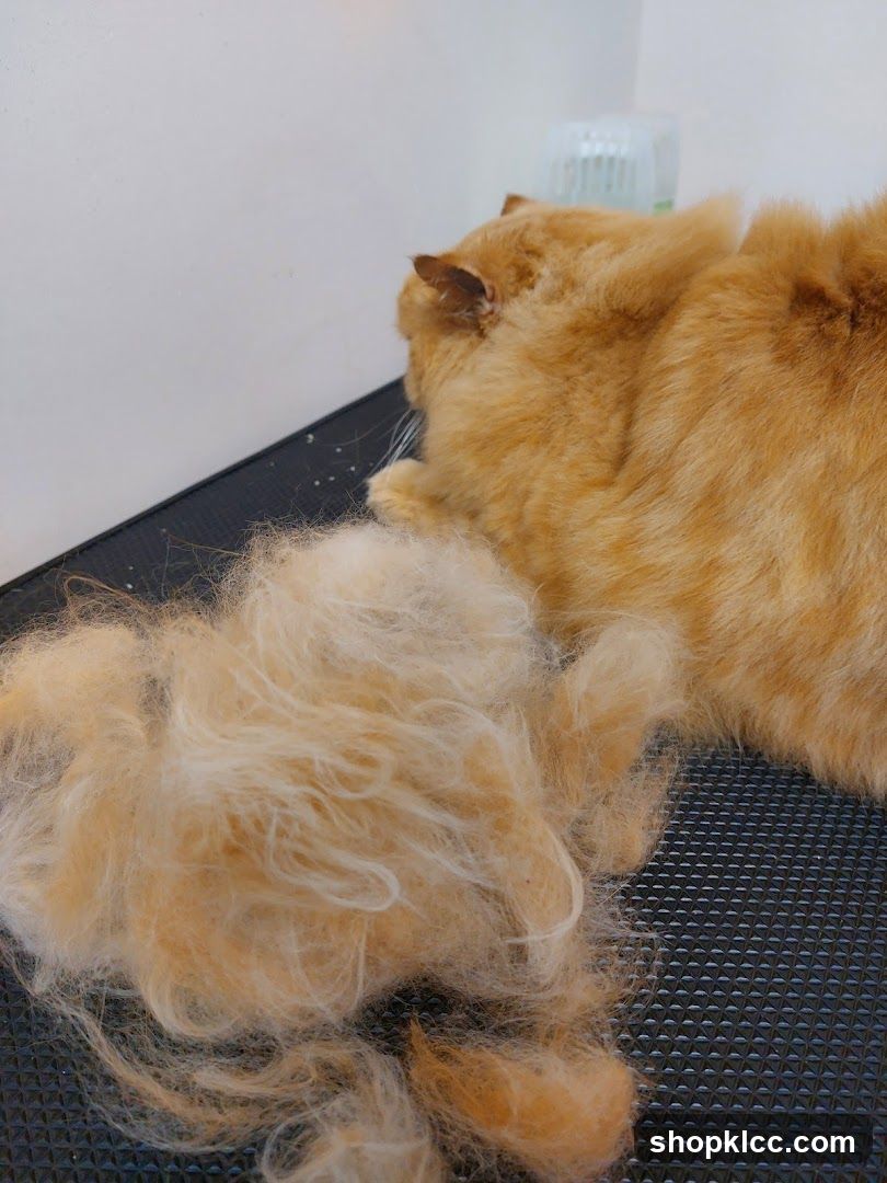 Cat Grooming Aftermath