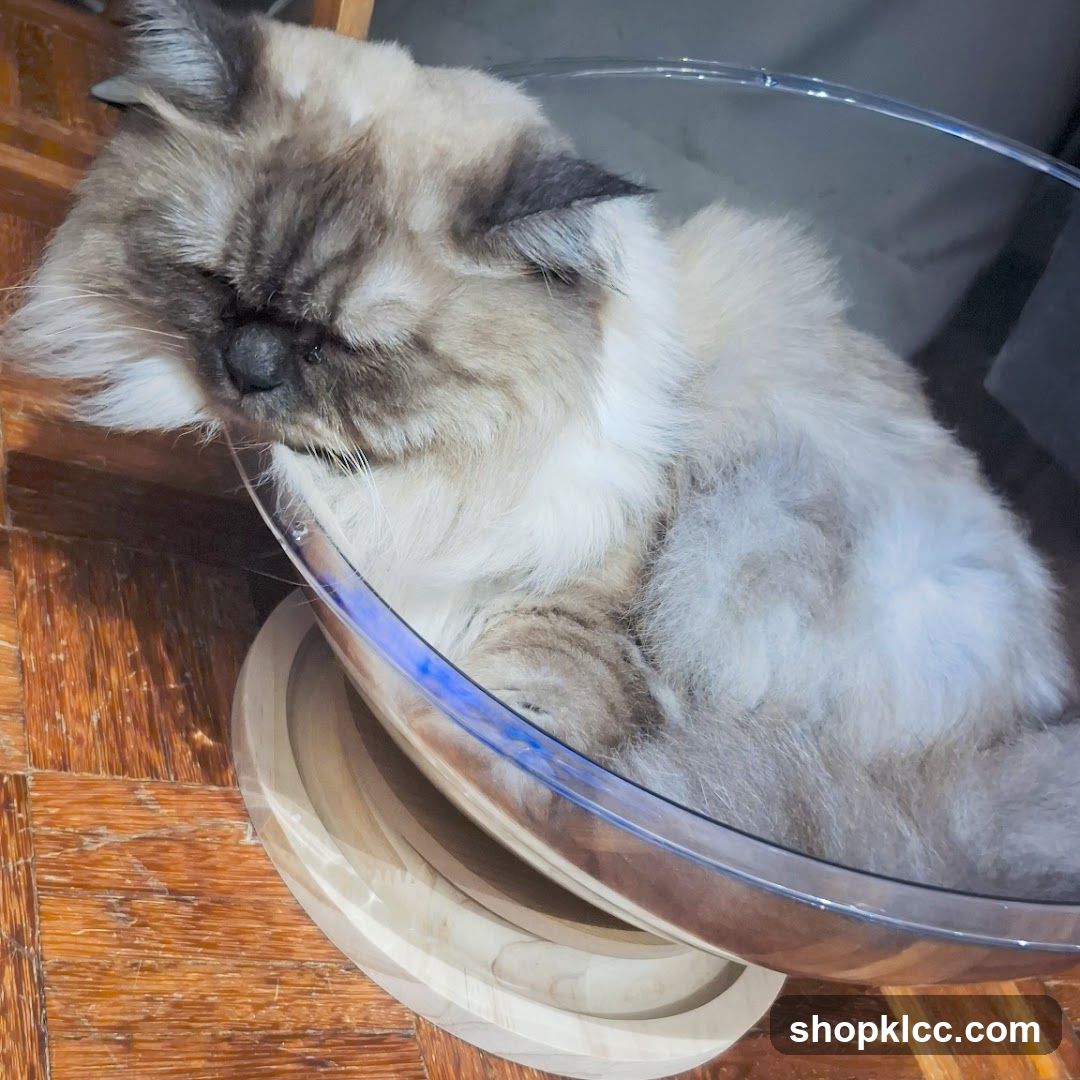 Cat sleeping in a clear bowl
