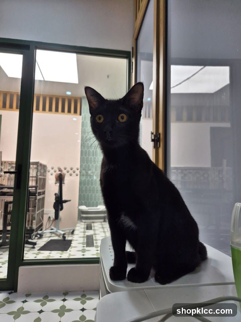 Black cat sitting on a white surface