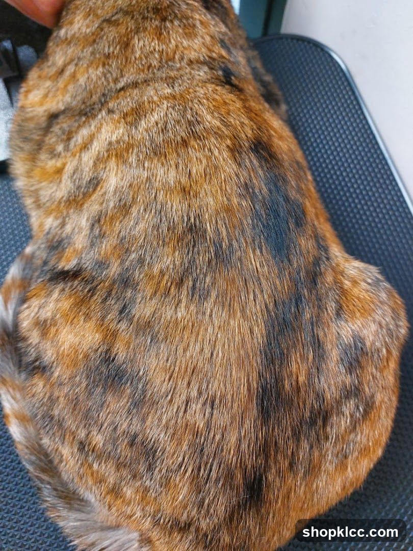 Close-up of a cat's fur