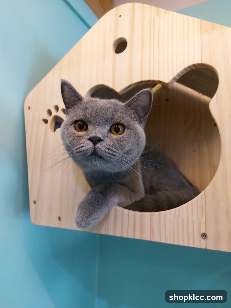 Cat in a wooden house