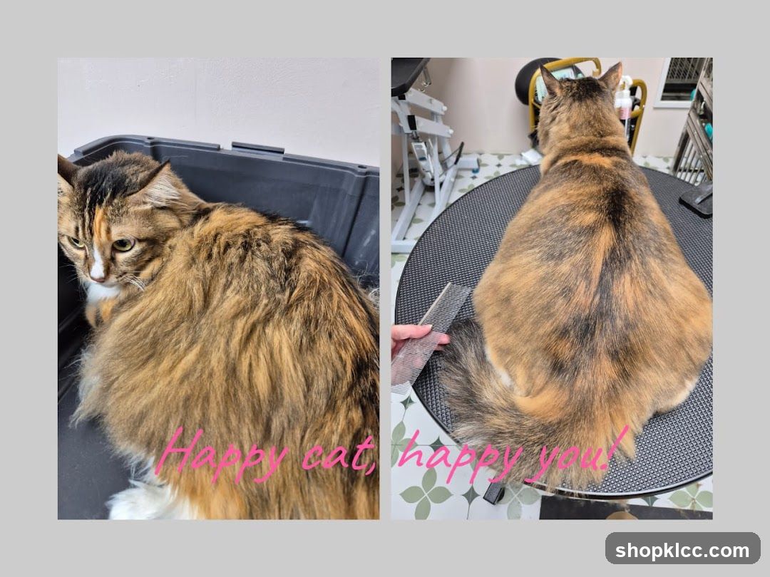 Cat grooming