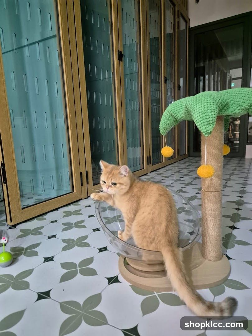 Cat in a modern room