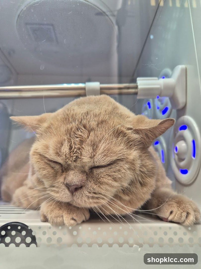 Sleeping Cat in Enclosure