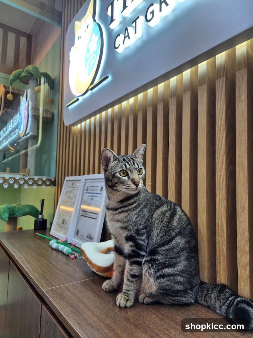 Cat sitting on a counter with a sign above