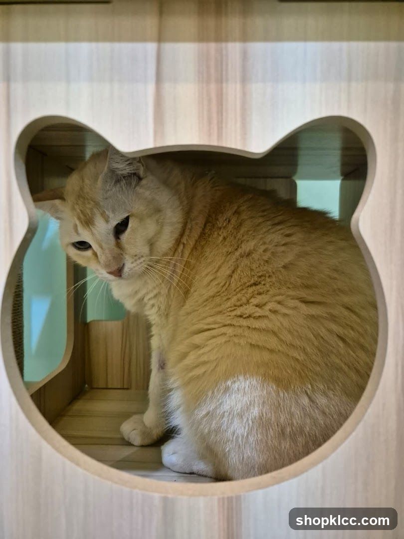 Cat in a wooden enclosure