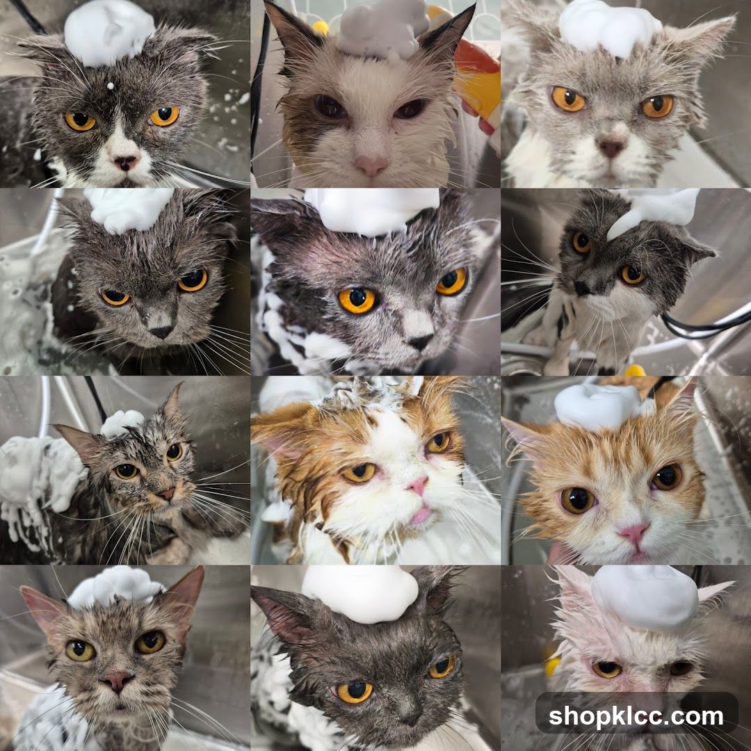 Cats Getting Washed