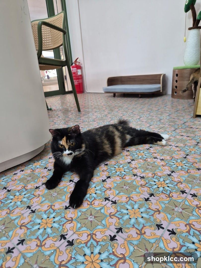 Cat lounging on patterned floor