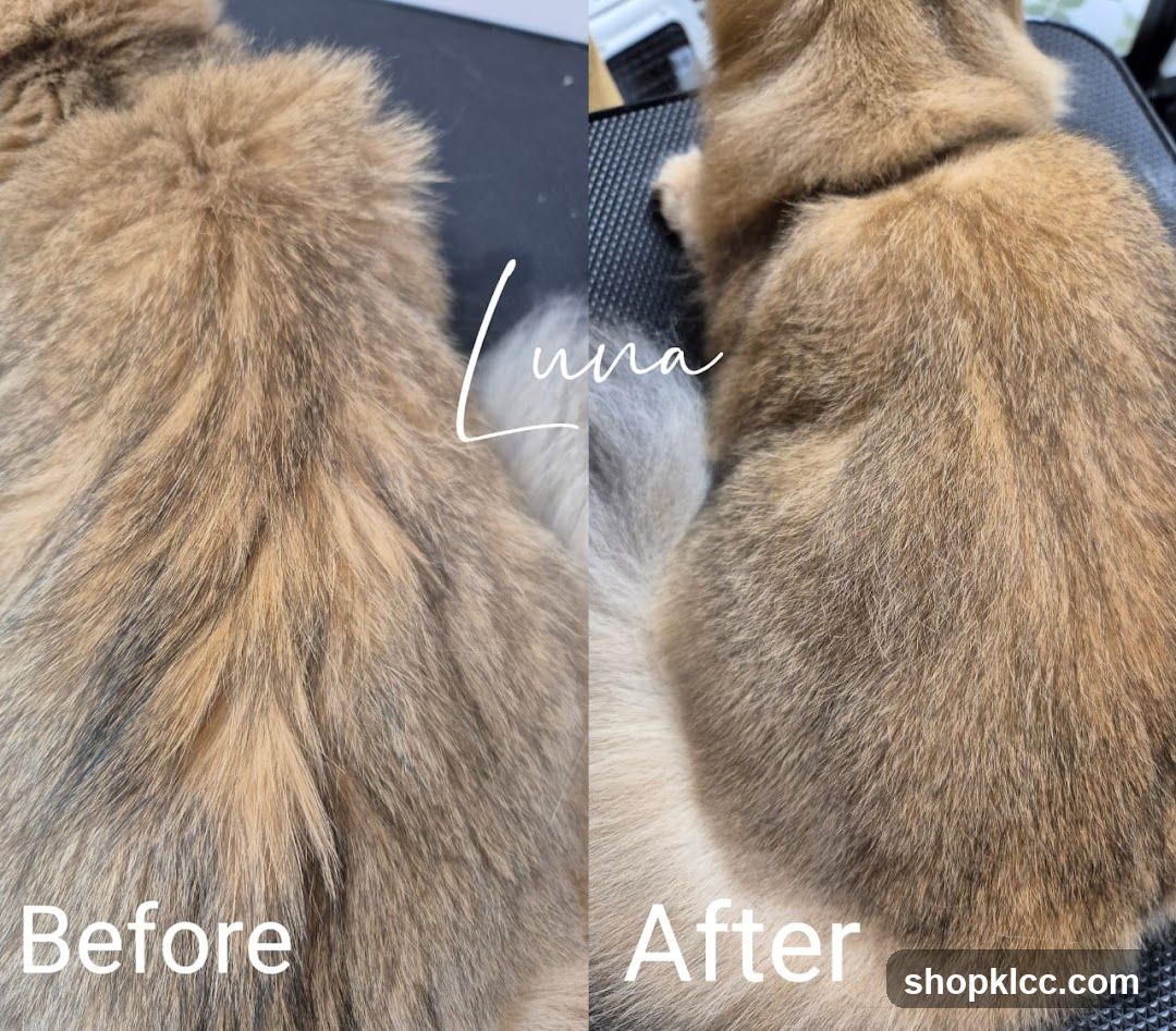 Pet Grooming Before and After