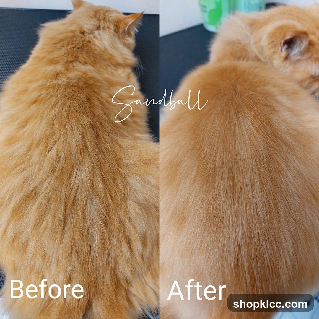 Cat Grooming Before and After